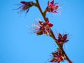 Fuit tree on bloom on springtime Royalty Free Stock Photo