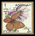 Butterflies, Nymphalid Butterfly, Eumenis tewfiki