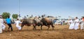 Bull fighting in Fujairah