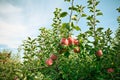 Fuji Apple Orchard