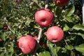 Fuji apples in Japanese orchard. Royalty Free Stock Photo