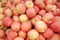 Fuji apples Royalty Free Stock Photo