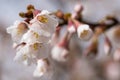 Fuji cherry, Prunus incisa