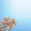 Fuji Cherry Tree Background