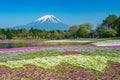 Fuji with the field of pink moss