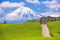 Fuji, Japan at Mt. Fuji and tea fields Royalty Free Stock Photo