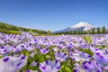 Fuji Mountain and Baby Blue Eye Flower Garden at Hananomiyako Flower Garden near Yamanaka Lake