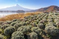 fuji mountain on blue sky background view from the lake kawaguchiko at oishi park, Yamanashi, Japan. the sacred mountain of Fuji