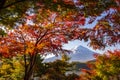 Fuji Mountain and Colourful maple leaves frame in Autumn, Kawaguchiko Lake, Japan Royalty Free Stock Photo