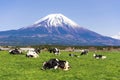 Fuji Mountain and Cow Farm at Asagiri Kogen, Fujinomiya, Shizuoka, Japan