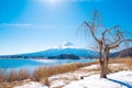 Fuji mountain and grass flower from Kawaguchiko lake