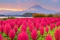 Fuji Mountain, Japan with Kokia Bushes at Oishi Park Royalty Free Stock Photo