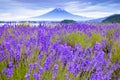 Fuji Mountain and Lavender Field at Oishi Park, Kawaguchiko Lake, Japan Royalty Free Stock Photo