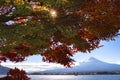 Fuji Mountain and Maple Tree in Autumn, Kawaguchiko Lake, Japan Royalty Free Stock Photo