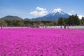 Fuji Mountain and Pink Shibazakura Garden