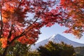Fuji Mountain and Red Maple Leaves in Autumn at Kawaguchiko Lake, Japan Royalty Free Stock Photo