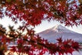 Fuji Mountain and Red Maple Leaves Frame in Autumn, Kawaguchiko Lake, Japan
