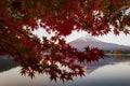 Fuji Mountain Reflection and Red Maple Leaves in Morning Autumn at Lake Kawaguchiko, Japan Royalty Free Stock Photo