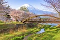 Fuji Mountain and Sakura Trees