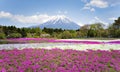 Fuji Mountain and Shibazakura Pink Moss in Spring , Japan