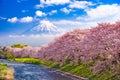 Fuji Mountain in Spring Royalty Free Stock Photo