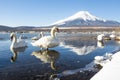 Fuji mountain and Swan in Winter at Yamanakako Lake, Japan Royalty Free Stock Photo