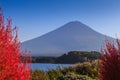 Fuji mountain view from Kawaguchi lake with blured Kochia plant. Royalty Free Stock Photo