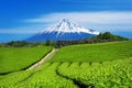 Fuji mountains and green tea plantation in Shizuoka, Japan