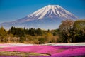 Fuji mt. with moss phlox field