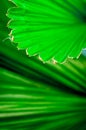 Fuji palm tree leaf, line on leaf