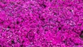Fuji Pink Moss background view Royalty Free Stock Photo