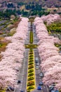 Fuji Reien Cemetery, Shizuoka, Japan in spring Royalty Free Stock Photo