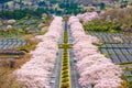 Fuji Reien Cemetery, Shizuoka, Japan in spring Royalty Free Stock Photo