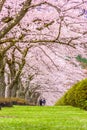 Fuji Reien Cemetery, Shizuoka, Japan in Spring Royalty Free Stock Photo