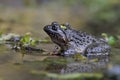 Fujian large-headed frog