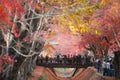 Fujikawaguchiko, Japan - November 28, 2023 : View of the colorful trees in autumn at Fujikawaguchiko next to Lake