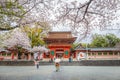 Fujinomiya, Japan April 07, 2024: People visit Fujisan Hongu Sengen Taisha Shinto Shrine where cherry blossoms are blooming on