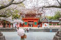 Fujinomiya, Japan April 07, 2024: People visit Fujisan Hongu Sengen Taisha Shinto Shrine where cherry blossoms are blooming on