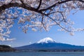 Fujisan Mountain with cherry blossom in spring, Kawaguchiko lake, Japan
