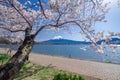 Fujisan Mountain with cherry blossom in spring, Kawaguchiko lake, Japan