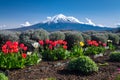 Fujisan Mountain with colorful tulip in spring, Kawaguchiko lake, Japan