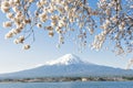 Fujisan and Sakura at Lake Kawaguchiko