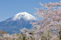 Fujisan and Sakura at Lake Tanuki Royalty Free Stock Photo