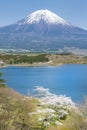 Fujisan and Sakura at Lake Tanuki Royalty Free Stock Photo