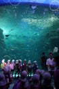 Enoshima Aquarium. People watching marine fish in big aquarium Royalty Free Stock Photo