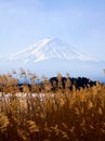 Fujiyama mount with grass foreground