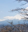 Fujiyama mountain with cherry blossom