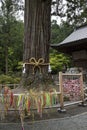 Fujiyoshida city, Japan - June 13, 2017: The sacred tree, goshi