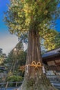 Goshinboku Sacred Grove thousand year old trees in Kitaguchi Hongu Fuji Sengen Jinja shinto shrine.