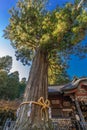 Goshinboku Sacred Grove thousand year old trees in Kitaguchi Hongu Fuji Sengen Jinja shinto shrine